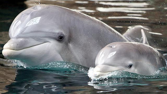 Delfiny wołają się po imieniu