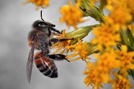 Pszczoły giną od nikotyny