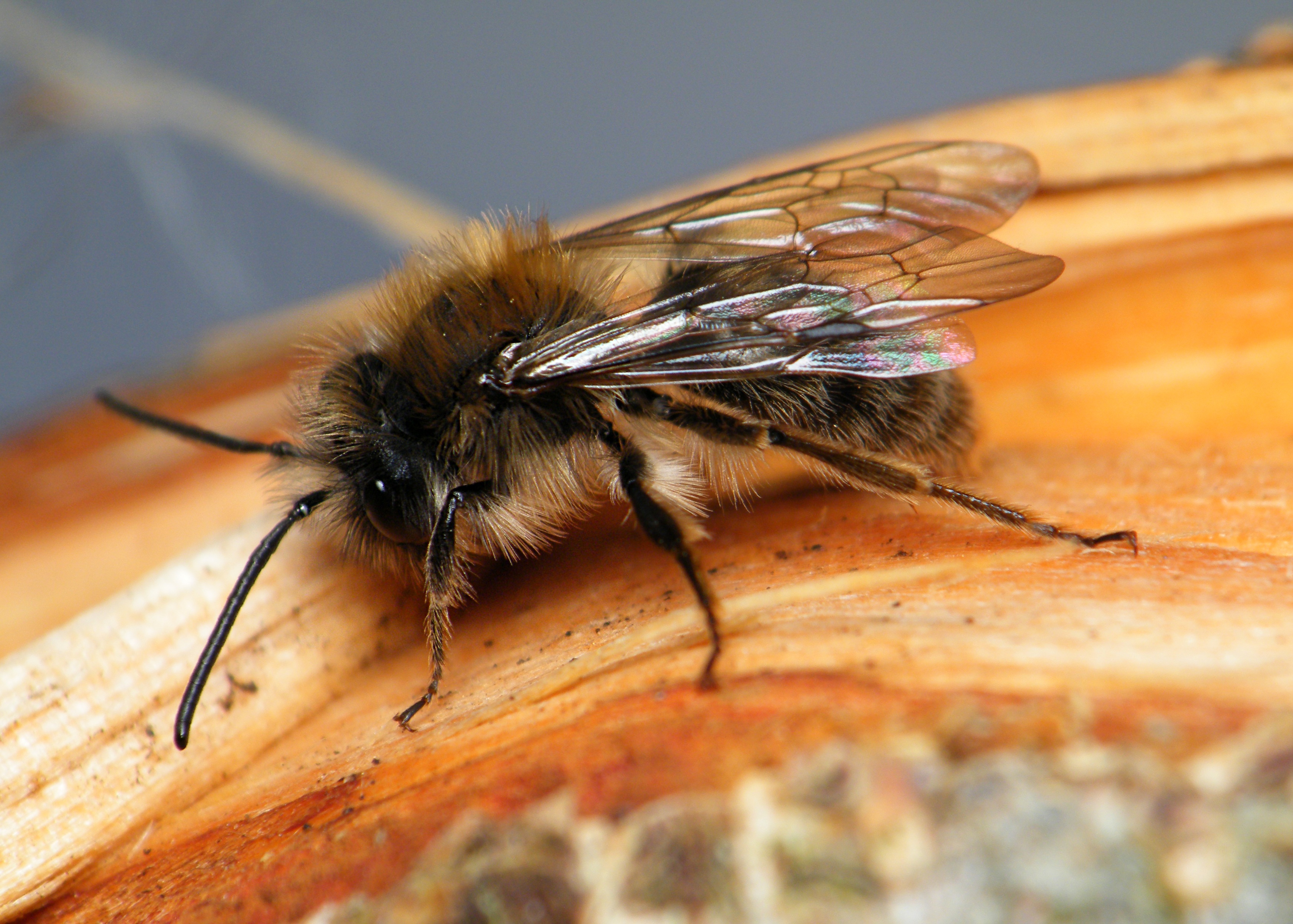 Europejskie pszczoły giną w zastraszającym tempie