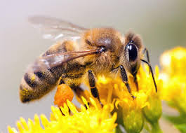 Pszczoły powinny zostać objęte ochroną