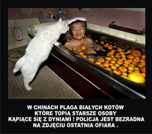 Plaga białych kotów w Chinach