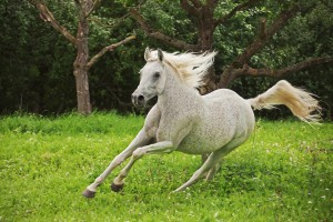 This image shows a arabian horse in action