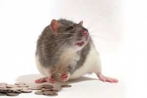 szczur pieniądze