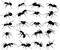 Małe mrówki i ich wielkie mózgi
