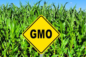 Sejm ukradkiem wprowadza uprawy GMO