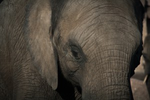 elephant-670645_960_720