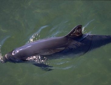 Prawie 450 „kuzynów delfina” w Bałtyku