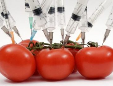 Kto konsultuje ustawę o GMO?