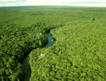 Amazońskie lasy nie takie stare