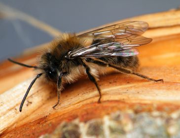 Europejskie pszczoły giną w zastraszającym tempie
