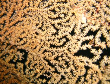 Co to za struktury na dnie mórz?