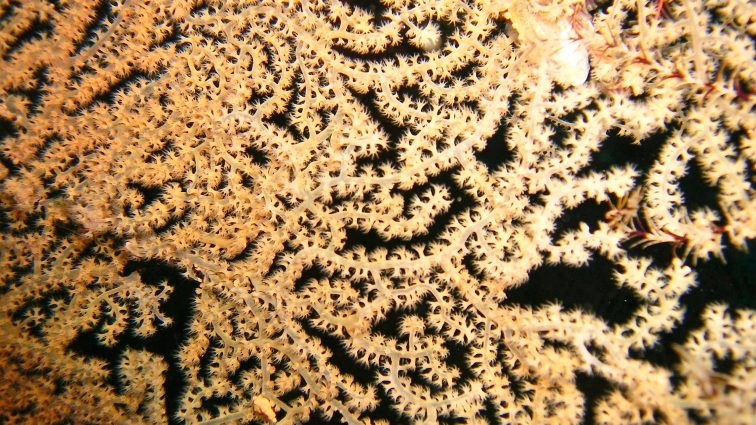 Co to za struktury na dnie mórz?