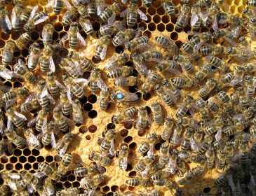 37 milionów martwych pszczół w Kanadzie