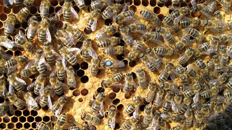37 milionów martwych pszczół w Kanadzie