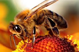 Kanadyjscy pszczelarze pozwali Bayera i Syngentę