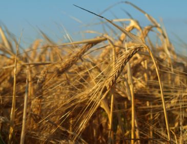 COPA/COGECA – Lobby popierające GMO i duże gospodarstwa ustala program dla polskiego rolnictwa