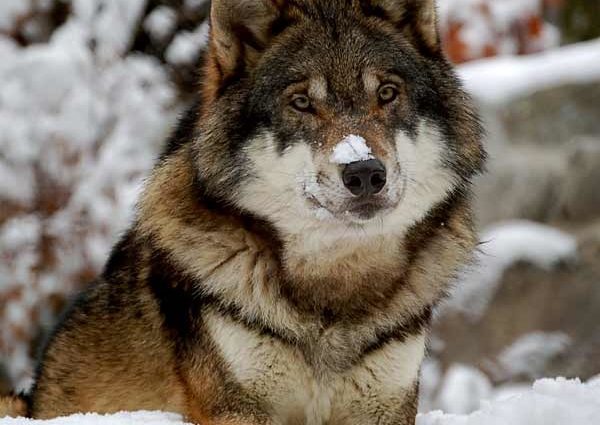 Kolejny wilk zabity podczas polowania?