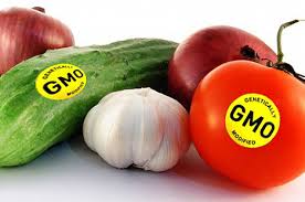 Toksyny GMO u niemal wszystkich płodów i kobiet w ciąży