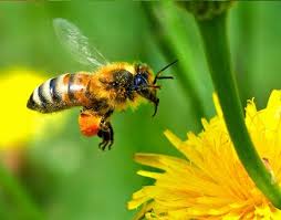 W USA zginęło ponad 40% rodzin pszczelich